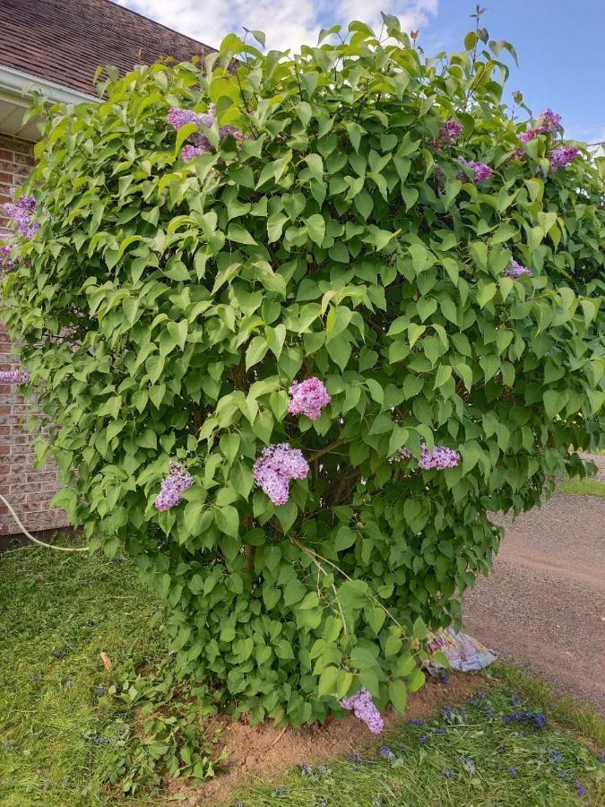 Bed and Breakfast 酣息小栈 Sweet Dreams Cornwall Exterior foto